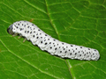 Tenthredo scrophulariae larva